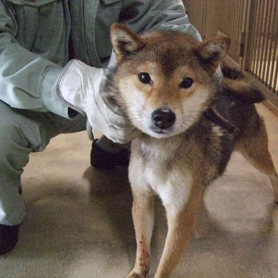 福岡県動物愛護センターNo.8904
