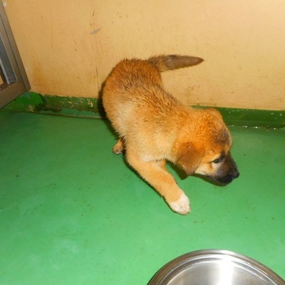 福岡県動物愛護センターNo.8910