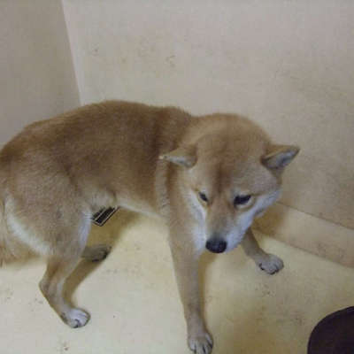 福岡県動物愛護センターNo.8923