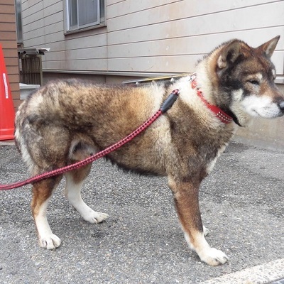 福岡県動物愛護センターNo.8924