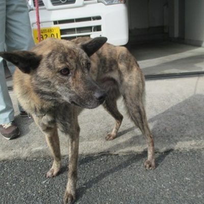 福岡県動物愛護センターNo.8928