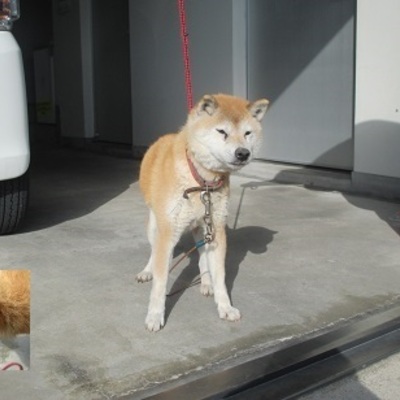 福岡県動物愛護センターNo.8938