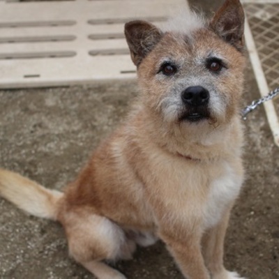 北九州市保健福祉局保健医療部動物愛護センターC18013