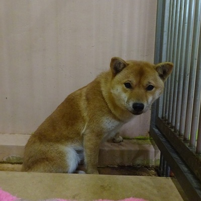 福岡県動物愛護センターNo.9012