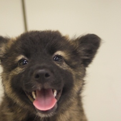 北九州市保健福祉局保健医療部動物愛護センターD15051