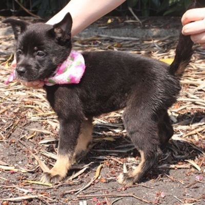北九州市保健福祉局保健医療部動物愛護センターD15057