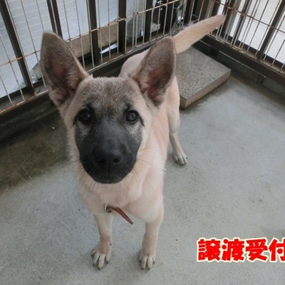 福岡県動物愛護センターNo.1153