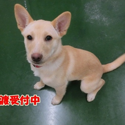 福岡県動物愛護センターNo.1163