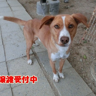 福岡県動物愛護センターNo.1176