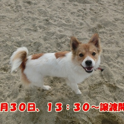 福岡県動物愛護センターNo.1190
