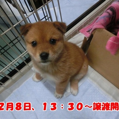 福岡県動物愛護センターNo.1191