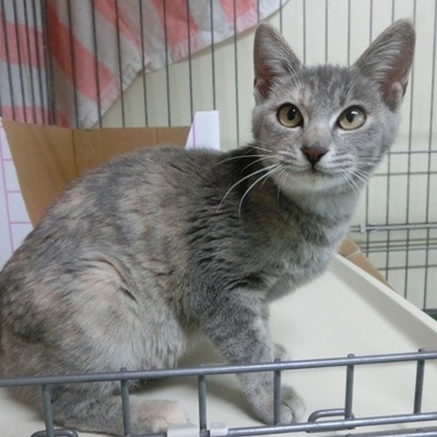 福岡県動物愛護センターNo.1192