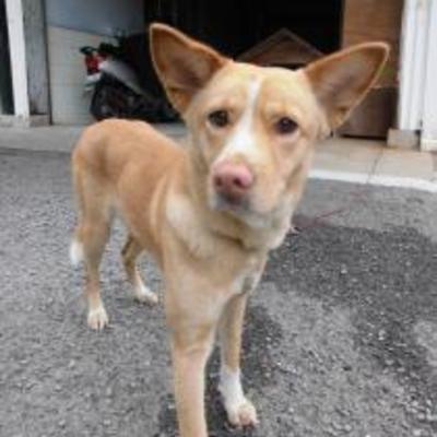 大牟田市動物管理センターNO:1