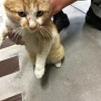 福岡県動物愛護センターNo.9067