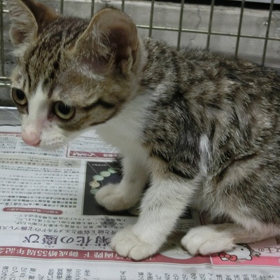 福岡県動物愛護センターNo.6101