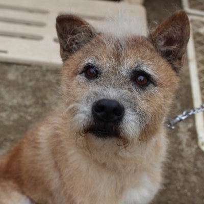 北九州市保健福祉局保健医療部動物愛護センターC18013