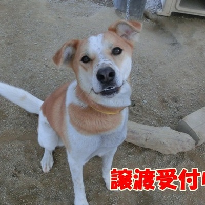 福岡県動物愛護センターNo.906