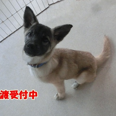 福岡県動物愛護センターNo.1152
