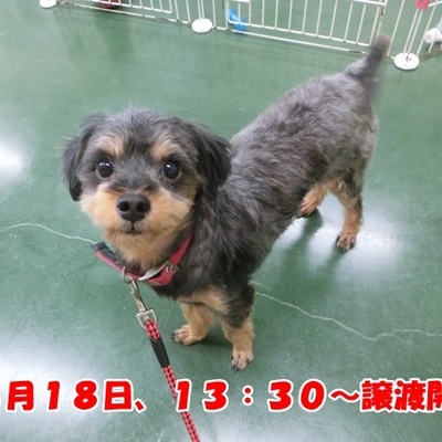 福岡県動物愛護センターNo.1196