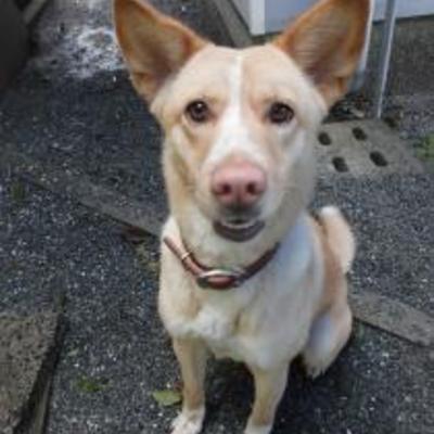 大牟田市動物管理センターNO:1