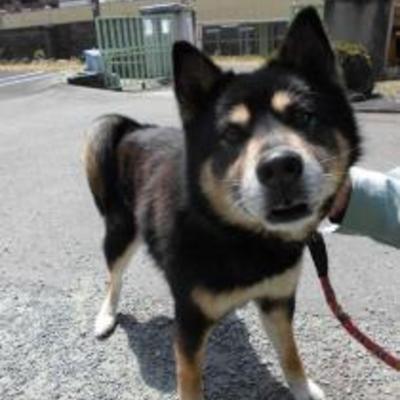 大牟田市動物管理センター迷い犬（平成31年3月27日保護分）
