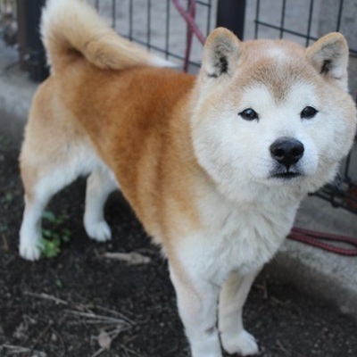 北九州市保健福祉局保健医療部動物愛護管理センターC19017
