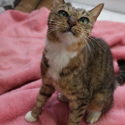 北九州市保健福祉局保健医療部動物センターE19013