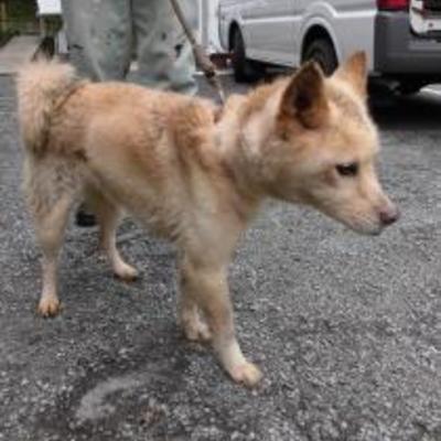 大牟田市動物管理センター迷い犬（平成31年4月10日保護分）