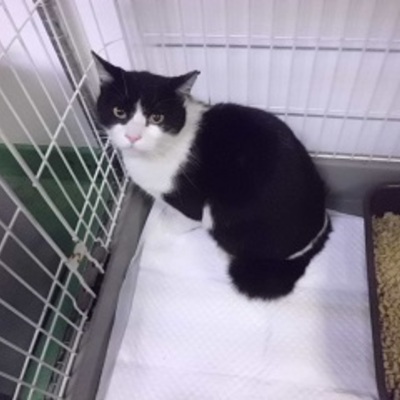 福岡県動物愛護センターNo.9171