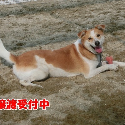福岡県動物愛護センターNo.906