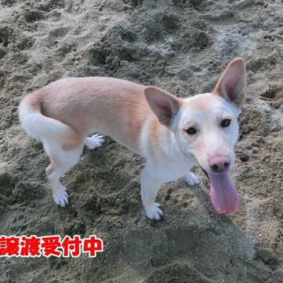 福岡県動物愛護センターNo.1163