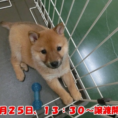 福岡県動物愛護センターNo.1203