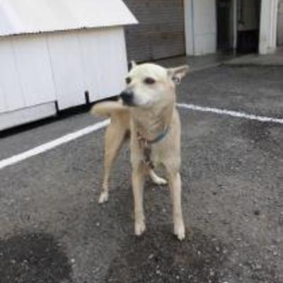 大牟田市動物管理センターNO:3　