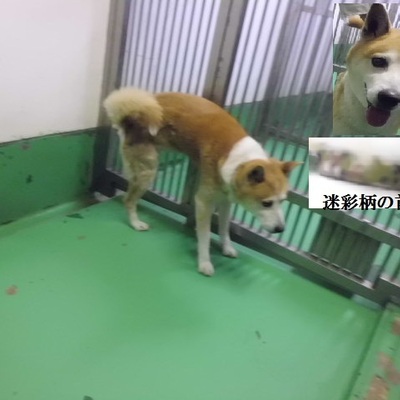 福岡県動物愛護センターNo.9206