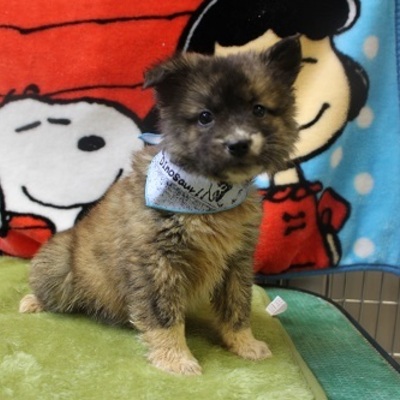 北九州市保健福祉局保健医療部動物愛護センターD19023