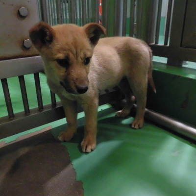 福岡県動物愛護センターNo.9210