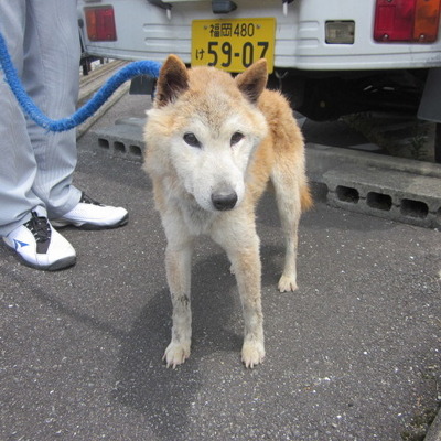 福岡県動物愛護センターNo.9213