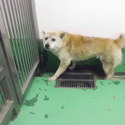 福岡県動物愛護センターNo.9232