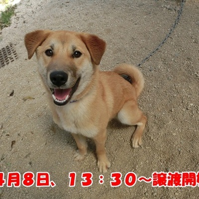 福岡県動物愛護センターNo.1202