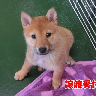 福岡県動物愛護センターNo.1203