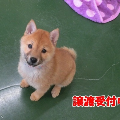 福岡県動物愛護センターNo.1204