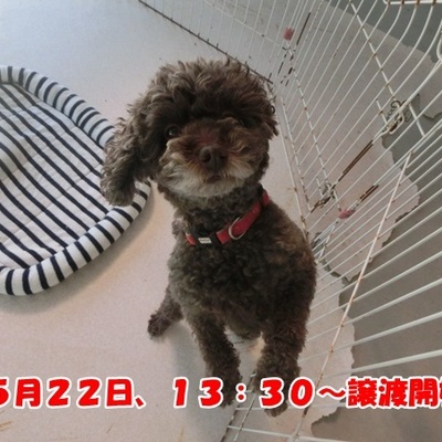 福岡県動物愛護センターNo.1218