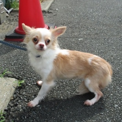 福岡県動物愛護センターNo.9237
