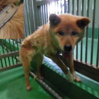 福岡県動物愛護センターNo.9244