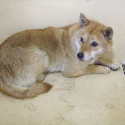 福岡県動物愛護センターNo.9253