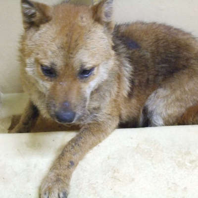 福岡県動物愛護センターNo.9254