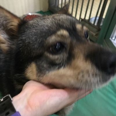 福岡県動物愛護センターNo.9331