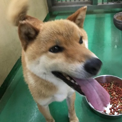 福岡県動物愛護センターNo.9332