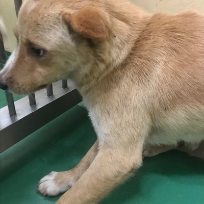 福岡県動物愛護センターNo.9360