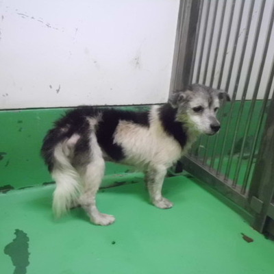 福岡県動物愛護センターNo.9365